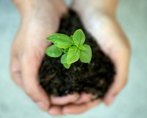 a person holding a plant in their hands
