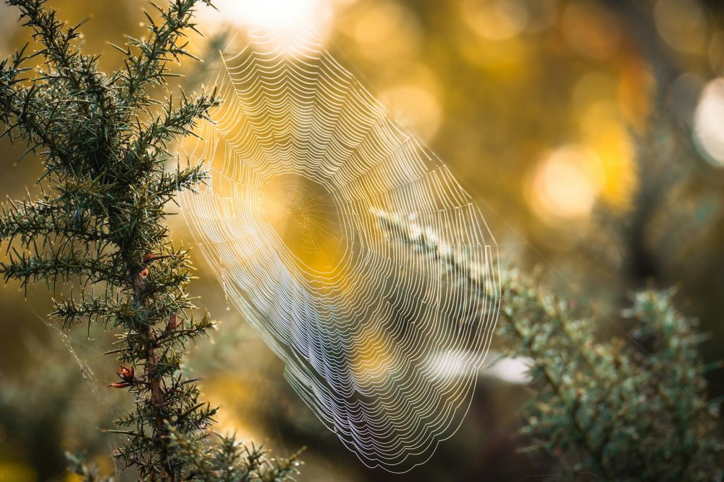 Dew drops on a spiderweb between branches