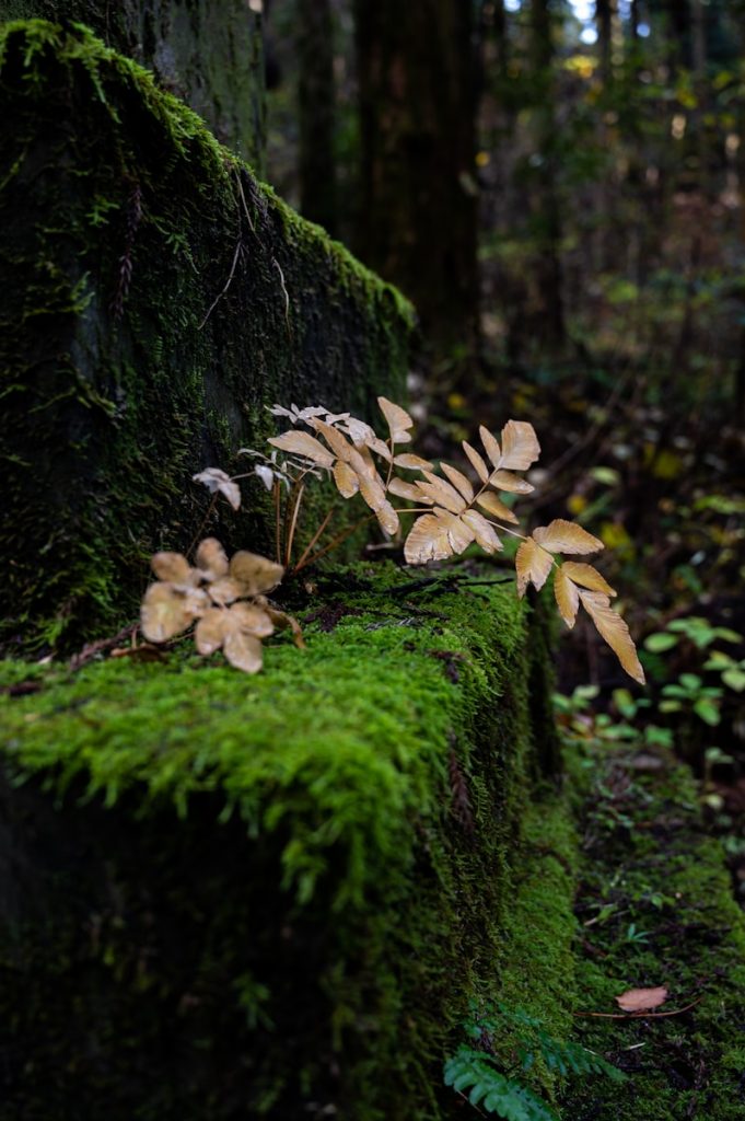 brown mushrooms on green moss